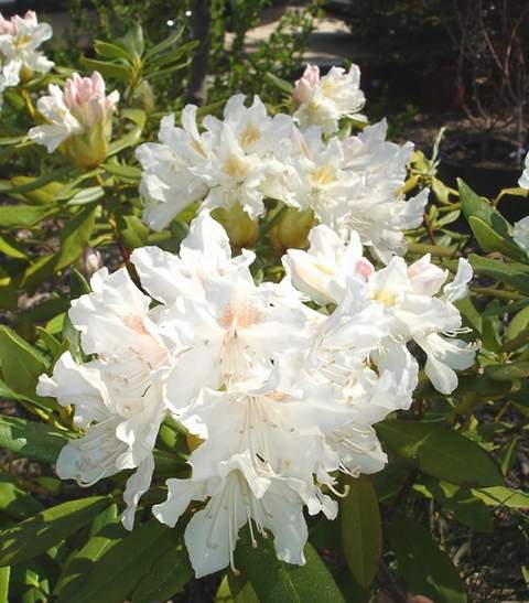 Rododendron wielkokwiatowy Album Novum Rhododendron Album Novum