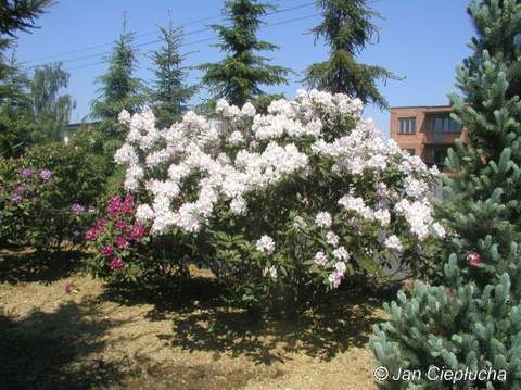 Rododendron wielkokwiatowy Album Novum Rhododendron Album Novum