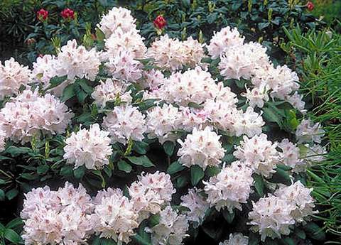 Rododendron wielkokwiatowy Album Novum Rhododendron Album Novum