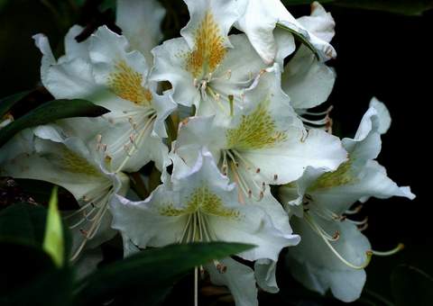 Rododendron wielkokwiatowy Album Novum Rhododendron Album Novum