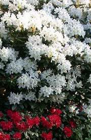 Rododendron wielkokwiatowy Album Novum Rhododendron Album Novum