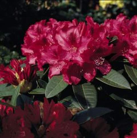 Rododendron wielkokwiatowy Andantino Rhododendron Andantino
