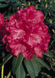 Rododendron wielkokwiatowy Andantino Rhododendron Andantino