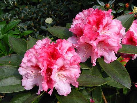 Rododendron wielkokwiatowy Ann Lindsay Rhododendron Ann Lindsay