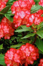 Rododendron wielkokwiatowy Ann Lindsay Rhododendron Ann Lindsay