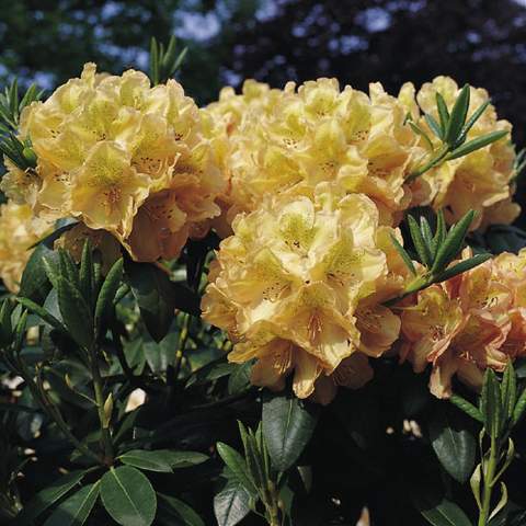 Rododendron wielkokwiatowy Belkanto Rhododendron Belkanto