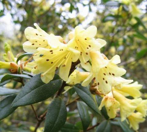 Rododendron wielkokwiatowy Belkanto Rhododendron Belkanto