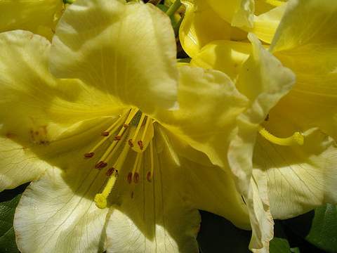 Rododendron wielkokwiatowy Belkanto Rhododendron Belkanto