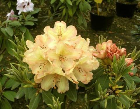 Rododendron wielkokwiatowy Belkanto Rhododendron Belkanto