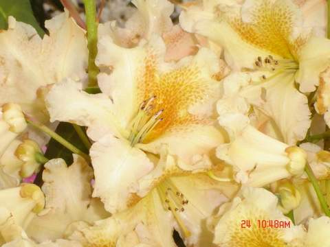 Rododendron wielkokwiatowy Bernstein Rhododendron Bernstein