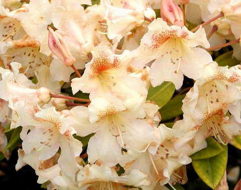 Rododendron wielkokwiatowy Bernstein Rhododendron Bernstein