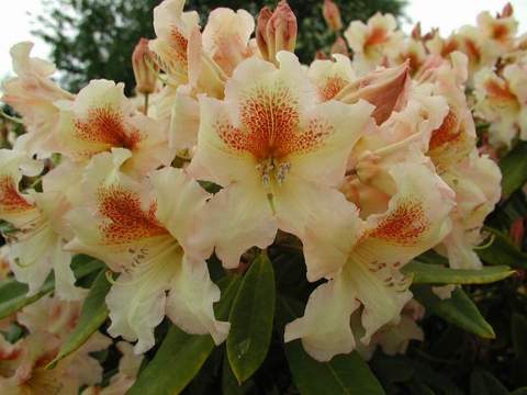 Rododendron wielkokwiatowy Bernstein Rhododendron Bernstein