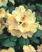 Rododendron wielkokwiatowy Bernstein Rhododendron Bernstein