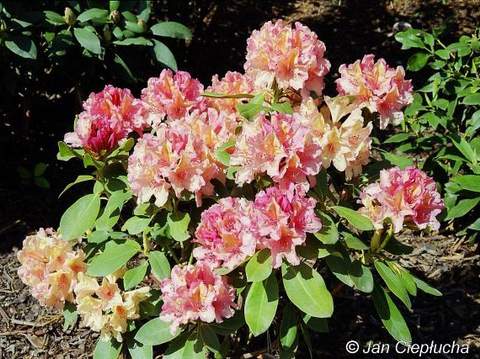 Rododendron wielkokwiatowy Brasilia Rhododendron Brasilia