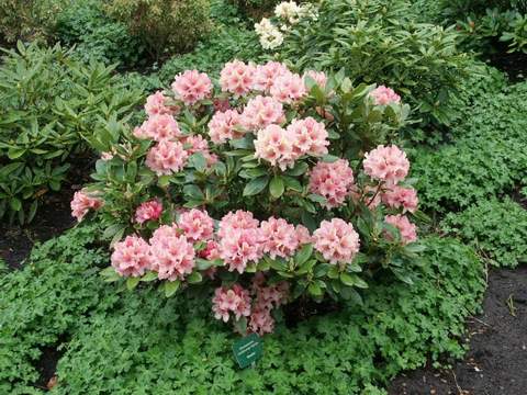 Rododendron wielkokwiatowy Brasilia Rhododendron Brasilia