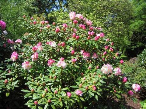 Rododendron wielkokwiatowy Brigitte Rhododendron Brigitte
