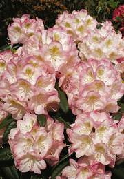 Rododendron wielkokwiatowy Brigitte Rhododendron Brigitte