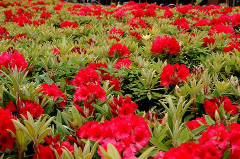 Rododendron wielkokwiatowy Brisanz Rhododendron Brisanz