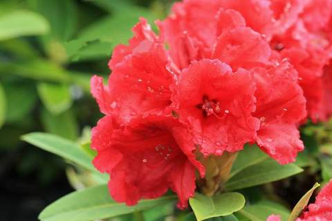 Rododendron wielkokwiatowy Busuki Rhododendron Busuki