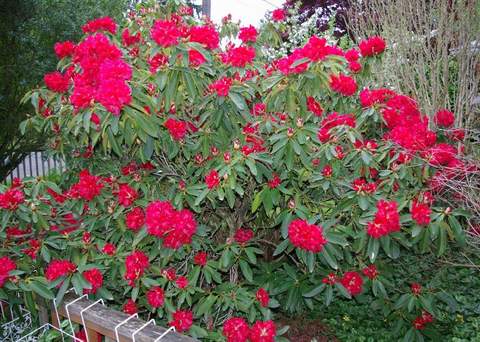 Rododendron wielkokwiatowy Busuki Rhododendron Busuki