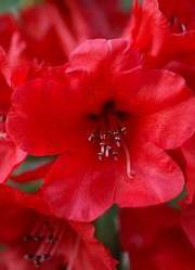 Rododendron wielkokwiatowy Busuki Rhododendron Busuki