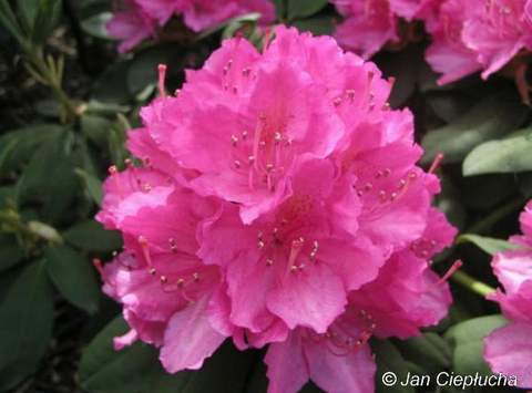 Rododendron wielkokwiatowy Catharine van Tol Rhododendron Catharine van Tol