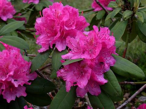 Rododendron wielkokwiatowy Catharine van Tol Rhododendron Catharine van Tol