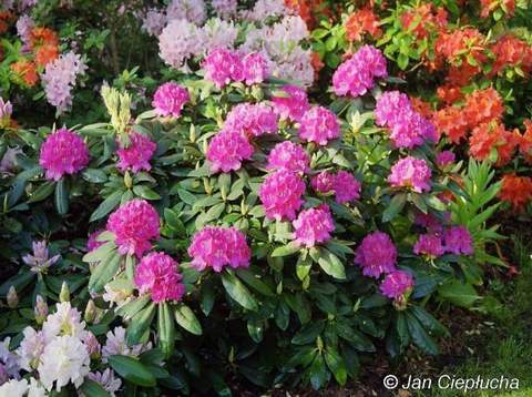 Rododendron wielkokwiatowy Catharine van Tol Rhododendron Catharine van Tol