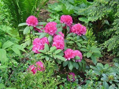 Rododendron wielkokwiatowy Catharine van Tol Rhododendron Catharine van Tol