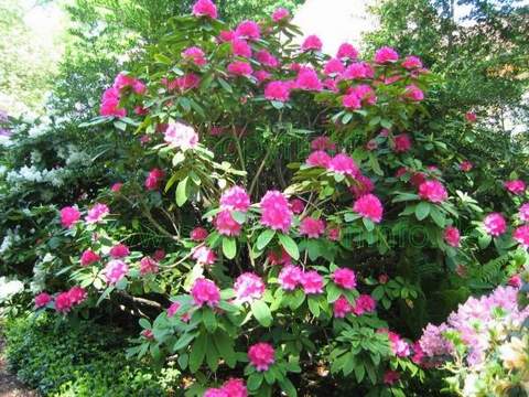 Rododendron wielkokwiatowy Catharine van Tol Rhododendron Catharine van Tol