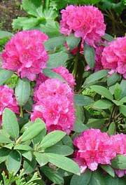 Rododendron wielkokwiatowy Catharine van Tol Rhododendron Catharine van Tol