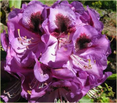 Rododendronwielkokwiatowy Bariton Rhododendron Bariton