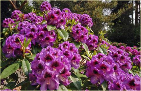 Rododendron wielkokwiatowy Bariton Rhododendron Bariton