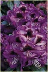 Rododendron wielkokwiatowy Bariton Rhododendron Bariton