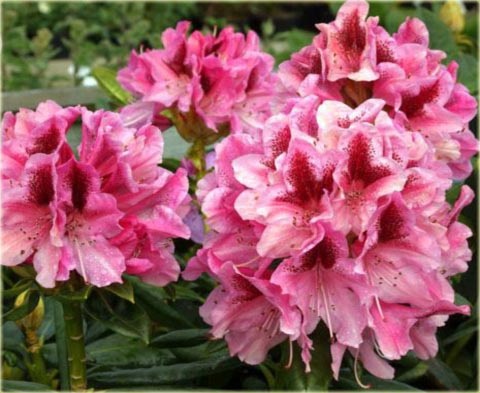 Rododendron wielkokwiatowy Cosmopolitan - Rhododendron Cosmopolitan