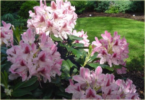 Rododendron wielkokwiatowy Cosmopolitan - Rhododendron Cosmopolitan