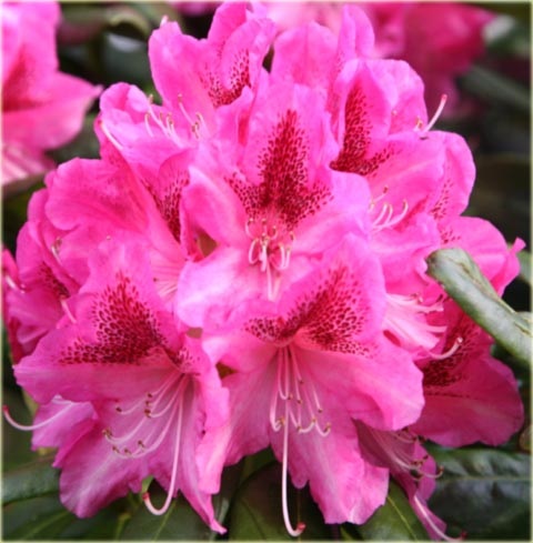 Rododendron wielkokwiatowy Cosmopolitan - Rhododendron Cosmopolitan