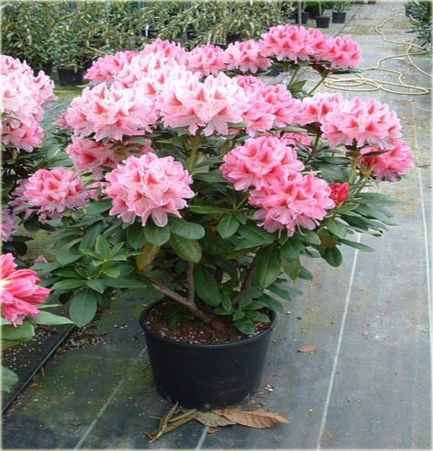 Rododendron wielkokwiatowy Cosmopolitan - Rhododendron Cosmopolitan