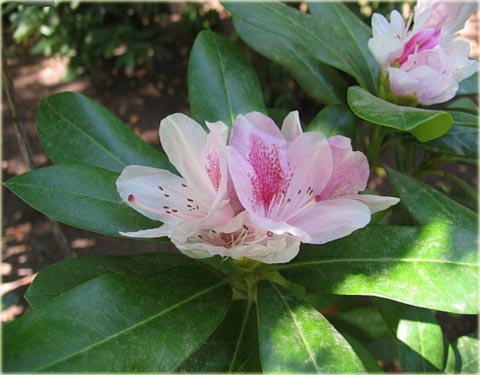 Rododendron wielkokwiatowy Cosmopolitan - Rhododendron Cosmopolitan