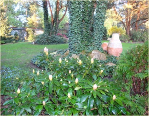 Rododendron wielkokwiatowy Cosmopolitan - Rhododendron Cosmopolitan