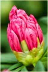 Rododendron wielkokwiatowy Cosmopolitan - Rhododendron Cosmopolitan