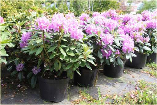 Rododendrony duże w doniczkach 15 litrowych