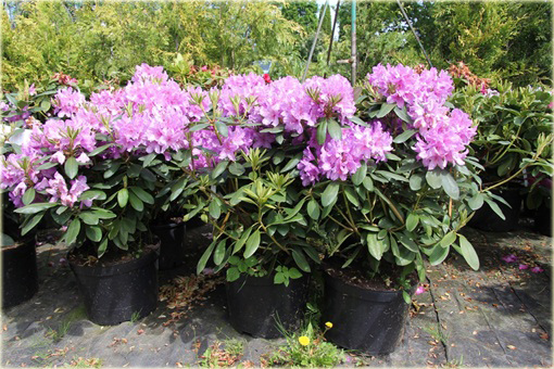 Rododendrony duże w doniczkach 15 litrowych