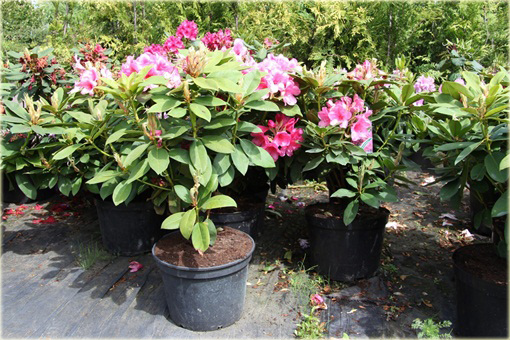 Rododendrony duże w doniczkach 15 litrowych