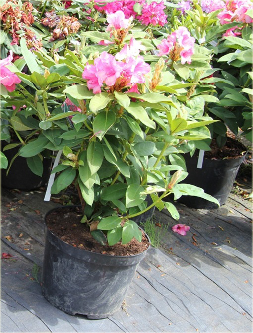 Rododendrony duże w doniczkach 15 litrowych