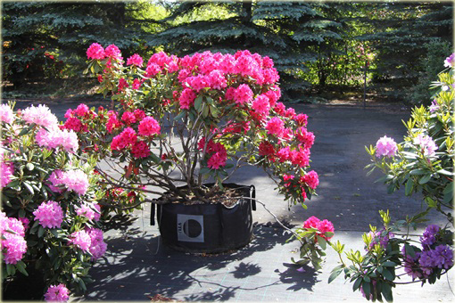 Rododendrony bardzo duże w donicach 35 litrowych