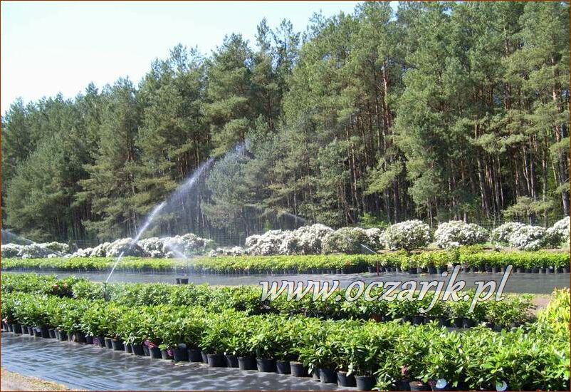 sadzonki_rododendron04