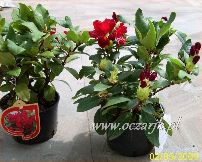 sadzonki_rododendron15