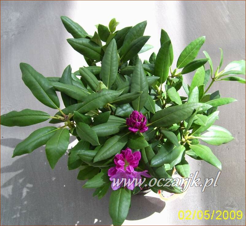 sadzonki_rododendron16
