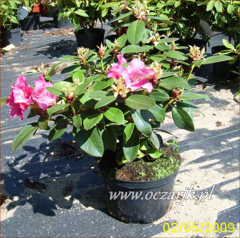 sadzonki_rododendron18